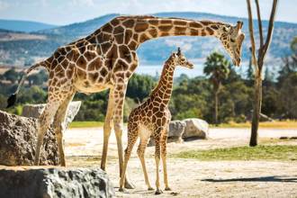 第一次當媽太緊張？美動物園長頸鹿寶寶 遭母踩斷脖亡
