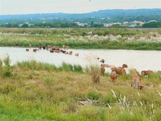 中彰也看得到非洲大草原景觀 貓羅溪牛群渡河壯闊生態秘境恐絕響