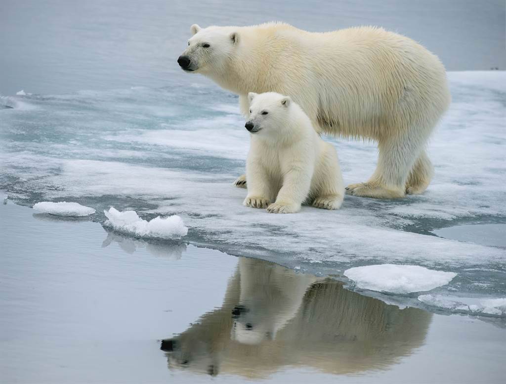 北極熊幼崽冬眠完剛出窩就非常有活力，待在媽媽身邊玩耍，而北極熊媽媽則是累到放生孩子，偷偷在旁邊睡覺。(示意圖/達志影像)