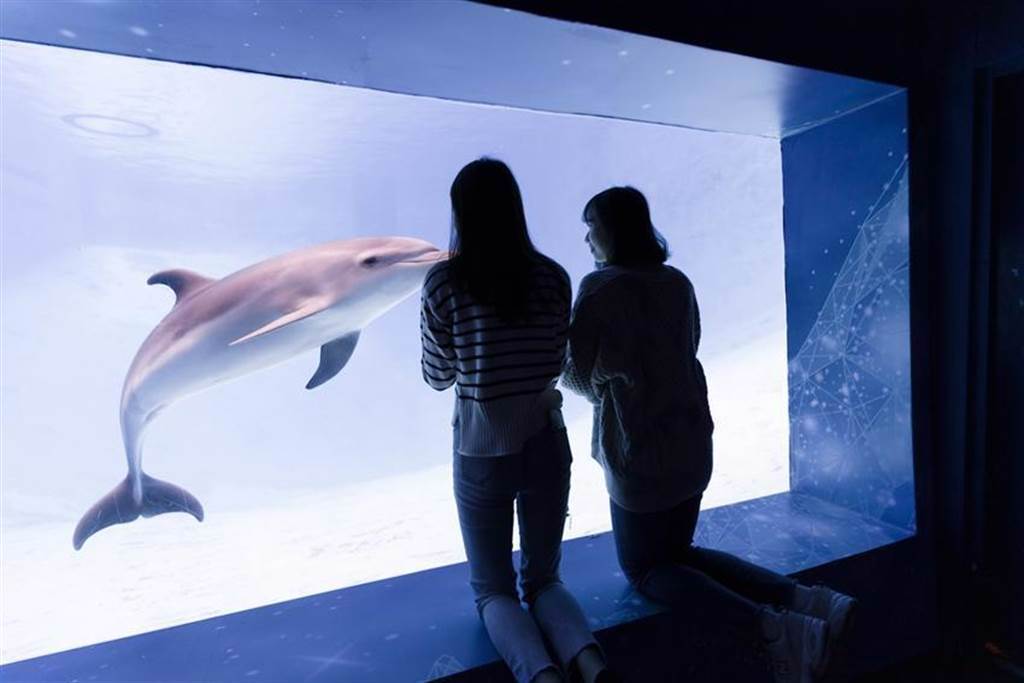 館內有海豚視窗互動體驗的花蓮遠雄海洋公園推出學生優惠專案。（圖／遠雄海洋公園提供）