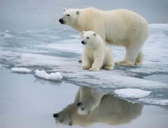 北極熊幼崽冬眠完出窩秒玩翻 厭世媽仰頭大睡放生寶寶