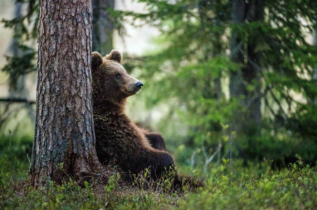 羅馬尼亞一隻棕熊被困在狹小的籠子裡長達20年時間，如今雖然被救出，但仍被困在牠心裡的假想籠子內，不斷在原地繞圈圈。(示意圖/達志影像)