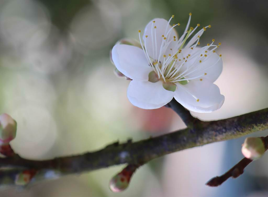 梅嶺梅花一波波接力開，估計到農曆春節都有花可賞。（劉秀芬攝）