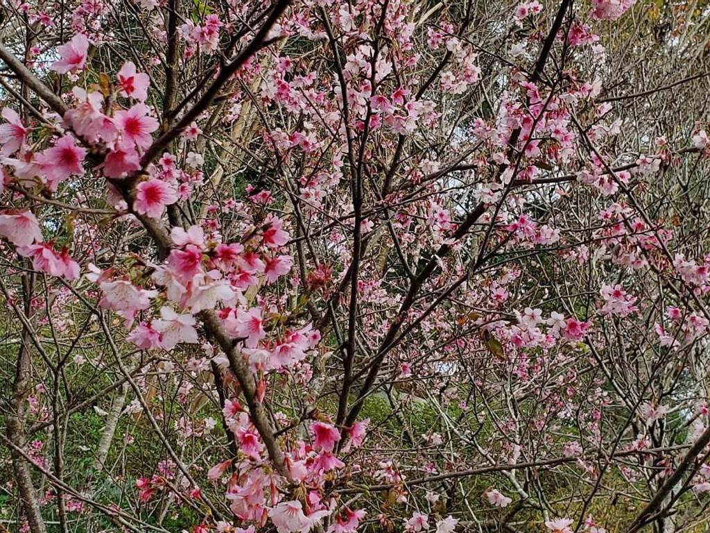 台中市新社區的櫻花樹陸續盛開，花容嬌豔，山林間一片粉嫩浪漫。（陳淑芬攝）
