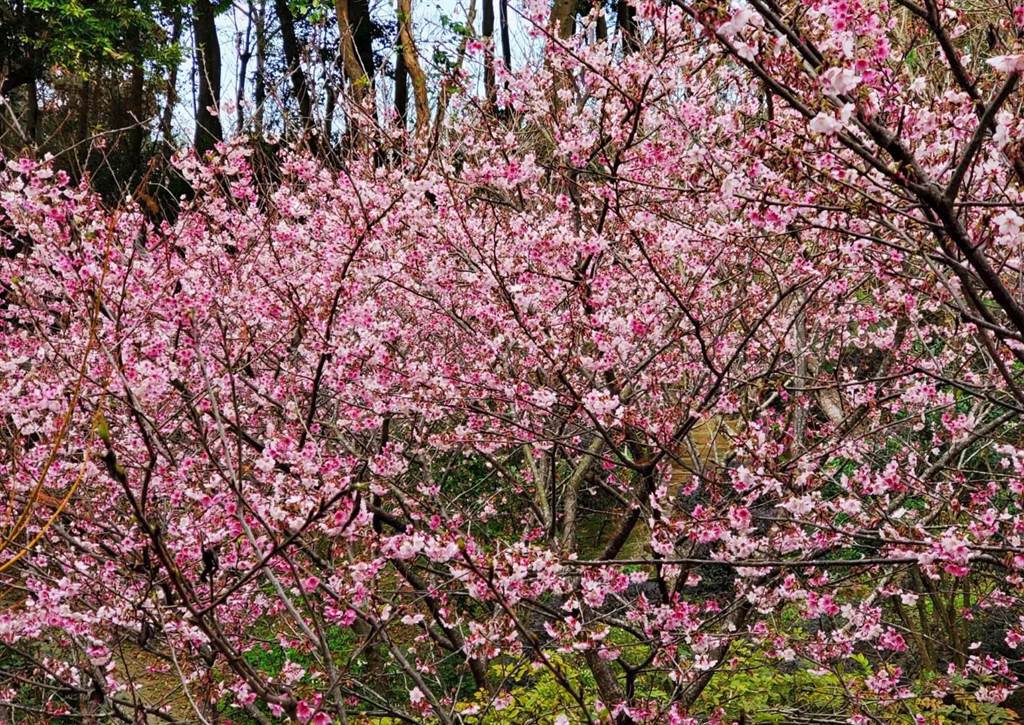 台中市新社區的櫻花樹陸續盛開，花容嬌豔，山林間一片粉嫩浪漫。（陳淑芬攝）