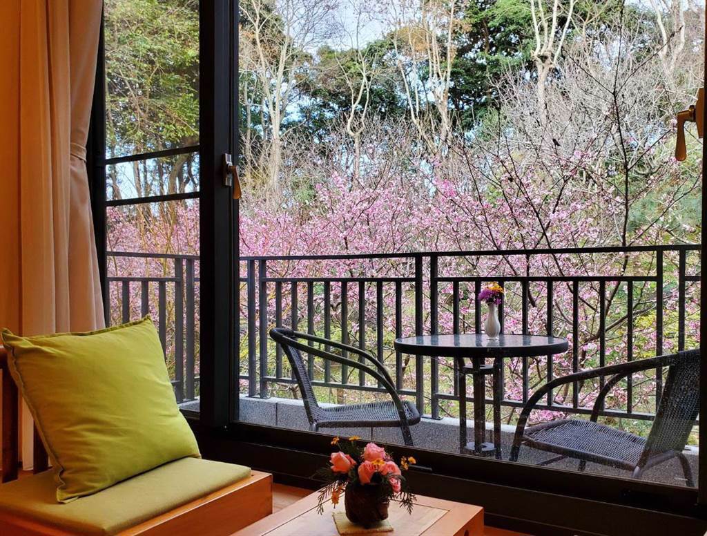 台中市新社區富禾居會館種植近千棵櫻花樹，粉嫩的緋寒櫻正盛開，花容浪漫嬌豔。（陳淑芬攝）