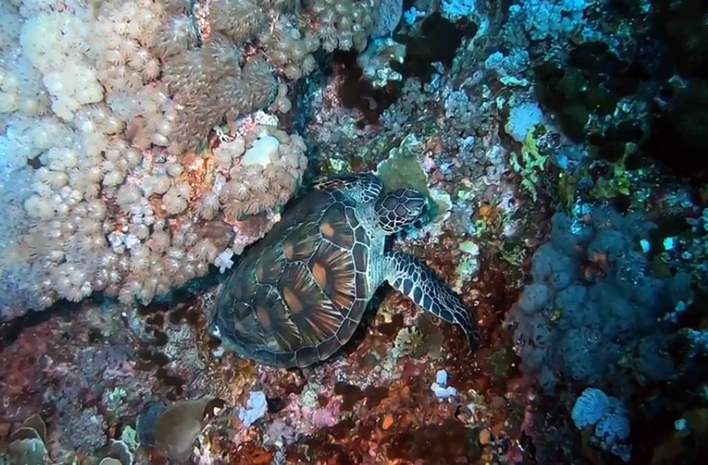 海龜在珊瑚礁縫間左右搖擺磨蹭搔癢，民眾覺得好療癒。（東管處提供／莊哲權台東傳真）