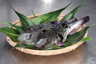 日本「山口」必朝聖美食　夢幻河豚料理