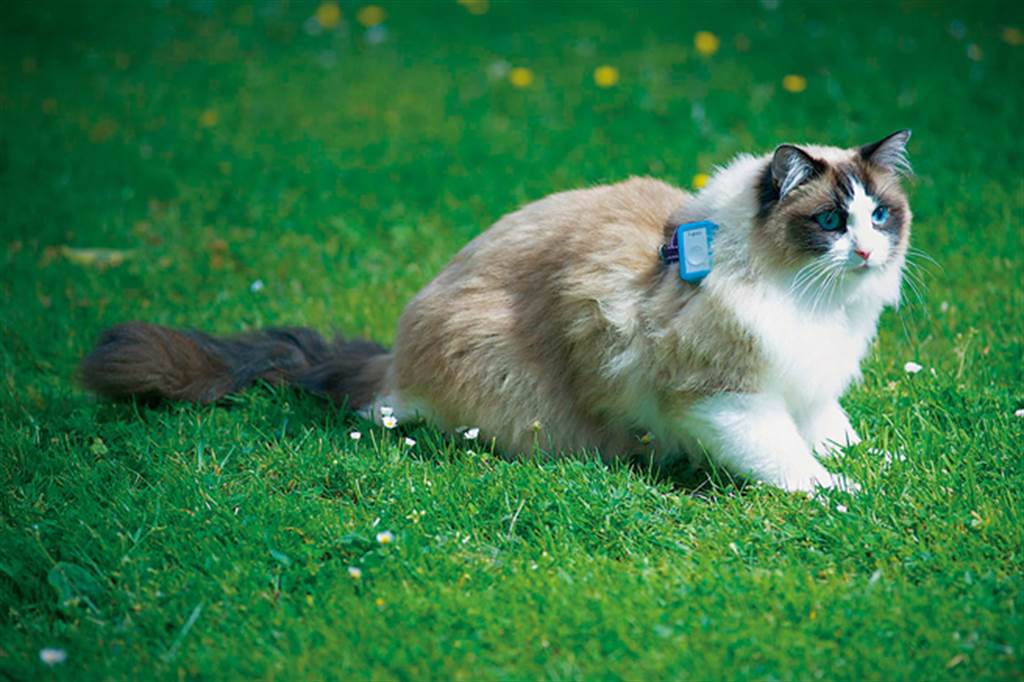 參加研究的貓咪戴上GPS裝置，裝置記錄下牠們的蹤跡。(圖/講義雜誌提供)