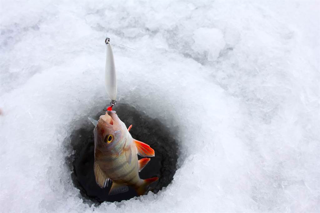 釣客在冰上釣到一條鯉魚，沒想到其身上還攀著一隻蟾蜍，形成非常有趣的畫面。(示意圖/達志影像)