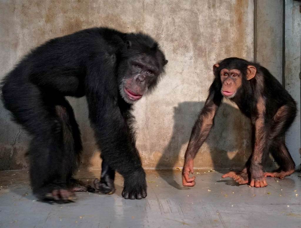 台北市立動物園黑猩猩「娃智」成功混群  樂當跟班明哲保身。（北市動物園提供／吳康瑋台北傳真）