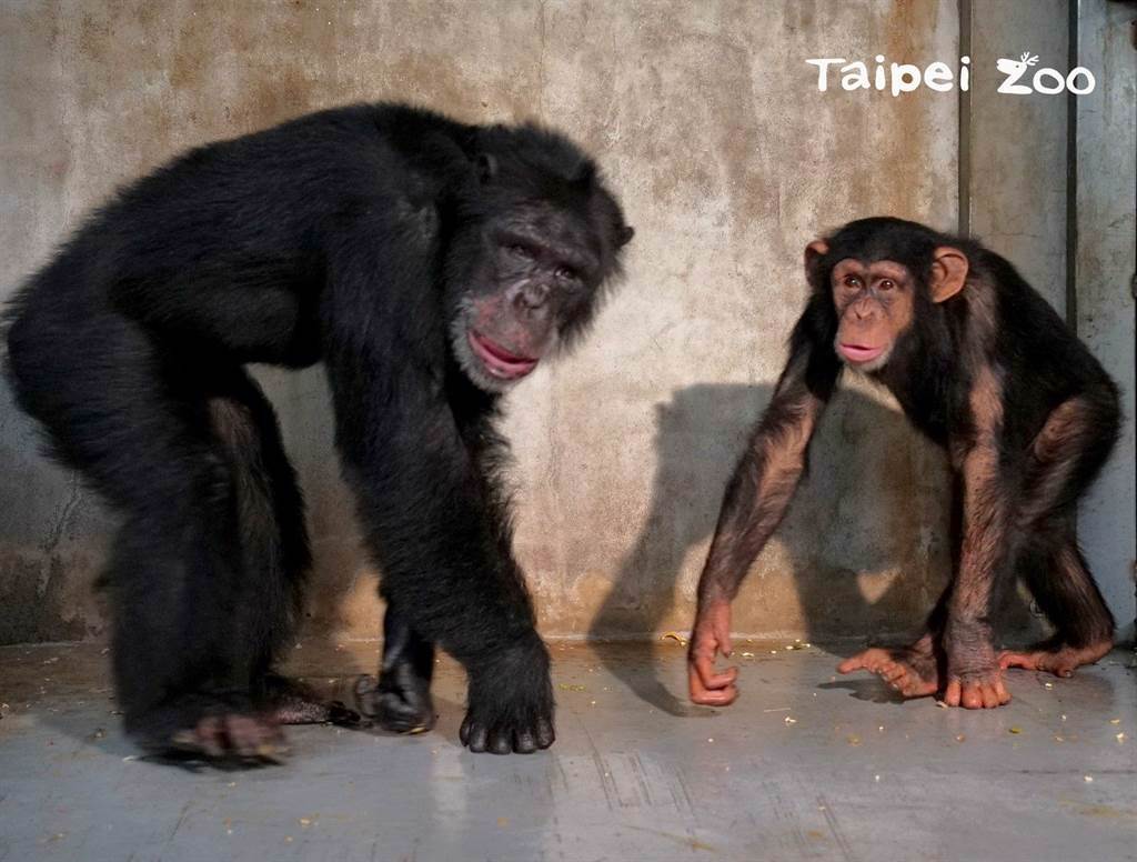黑猩猩「娃智」混群成功，順利被群體接受，甚至還樂當首領的小跟班。(圖/台北市立動物園 提供)