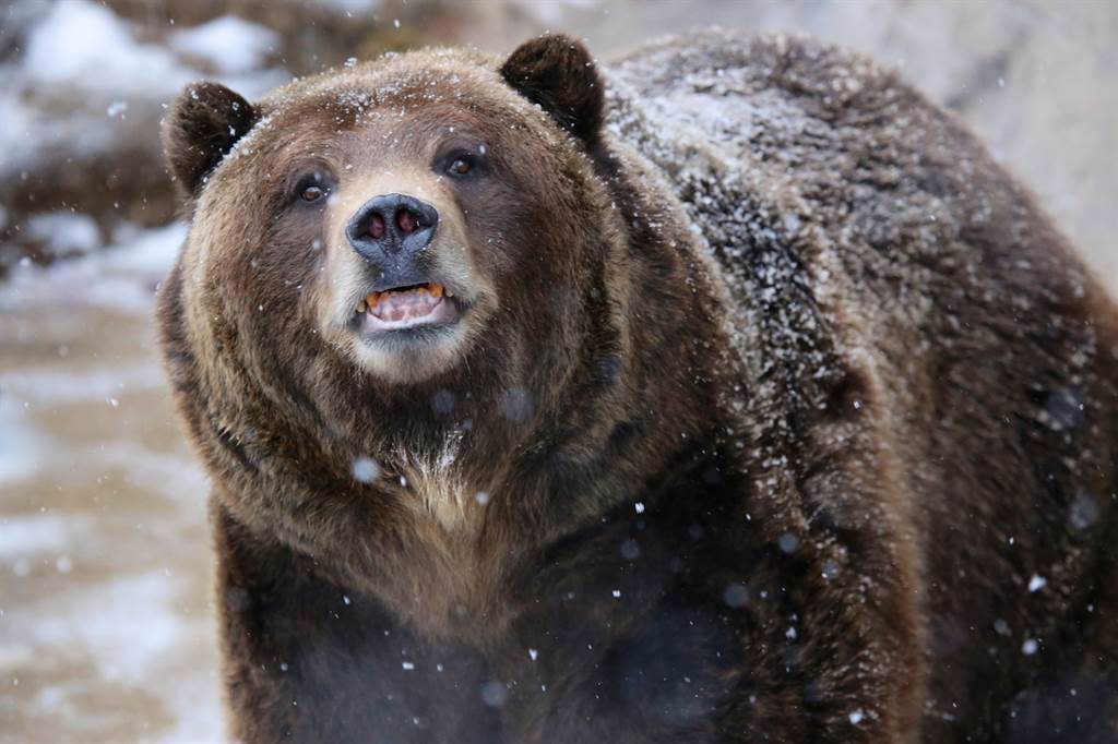 一名男子在羅馬尼亞滑雪場突然遇到棕熊在後面一路追趕。(示意圖／達志影像)