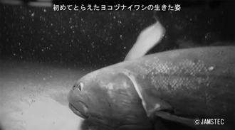 日本深海發現新種巨魚 超大身形專家驚：食物鏈王者