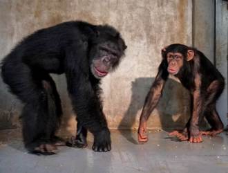 台北市立動物園黑猩猩「娃智」成功混群 樂當跟班明哲保身