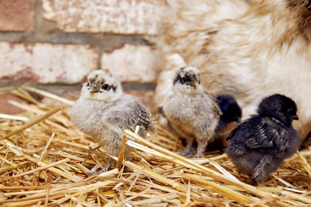 飼主發現家中養的母雞，竟把鴨蛋當成雞蛋孵，成功將小鴨孵出來，甚至把牠當成自己的寶寶。(示意圖/達志影像)