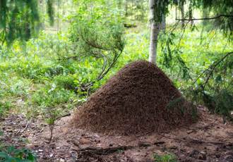 泰國森林發現人形蟻丘 盤坐在地網驚：佛祖顯靈