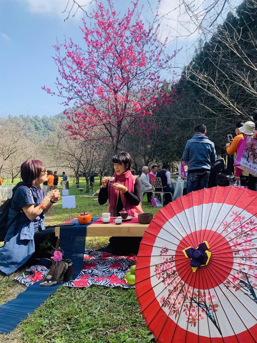 九族文化村在櫻花祭期間，將推出櫻花茶會。（廖志晃攝）
