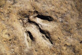 史上最好化石 童海灘上發現怪石 竟是2.2億年前恐龍腳印