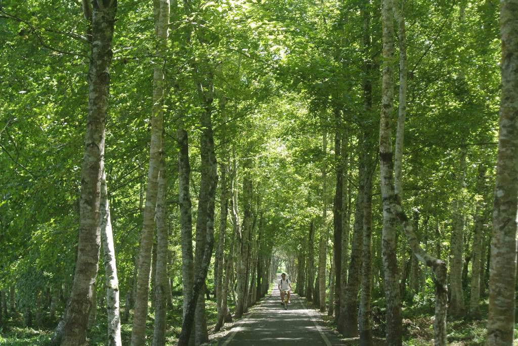 大農大富平地森林園區位於光復鄉，是台灣首座平地森林園區，提倡低碳旅遊，民眾可騎行單車暢遊在13公里的林間，吸取芬多精享受淋浴。（羅亦晽攝）