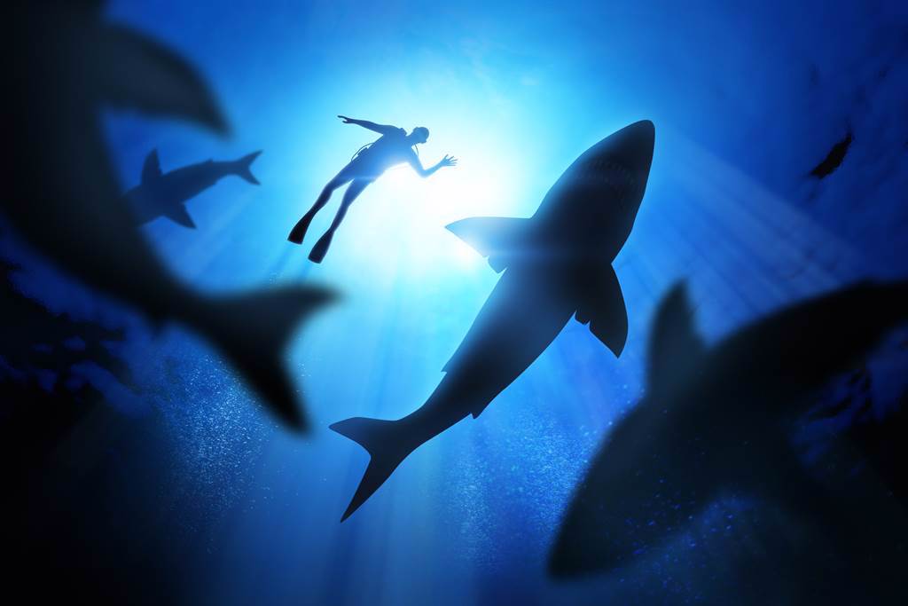 澳洲一名男子下海潛水後突失蹤，搜救員認為他已成為大白鯊的大餐。(示意圖／達志影像)