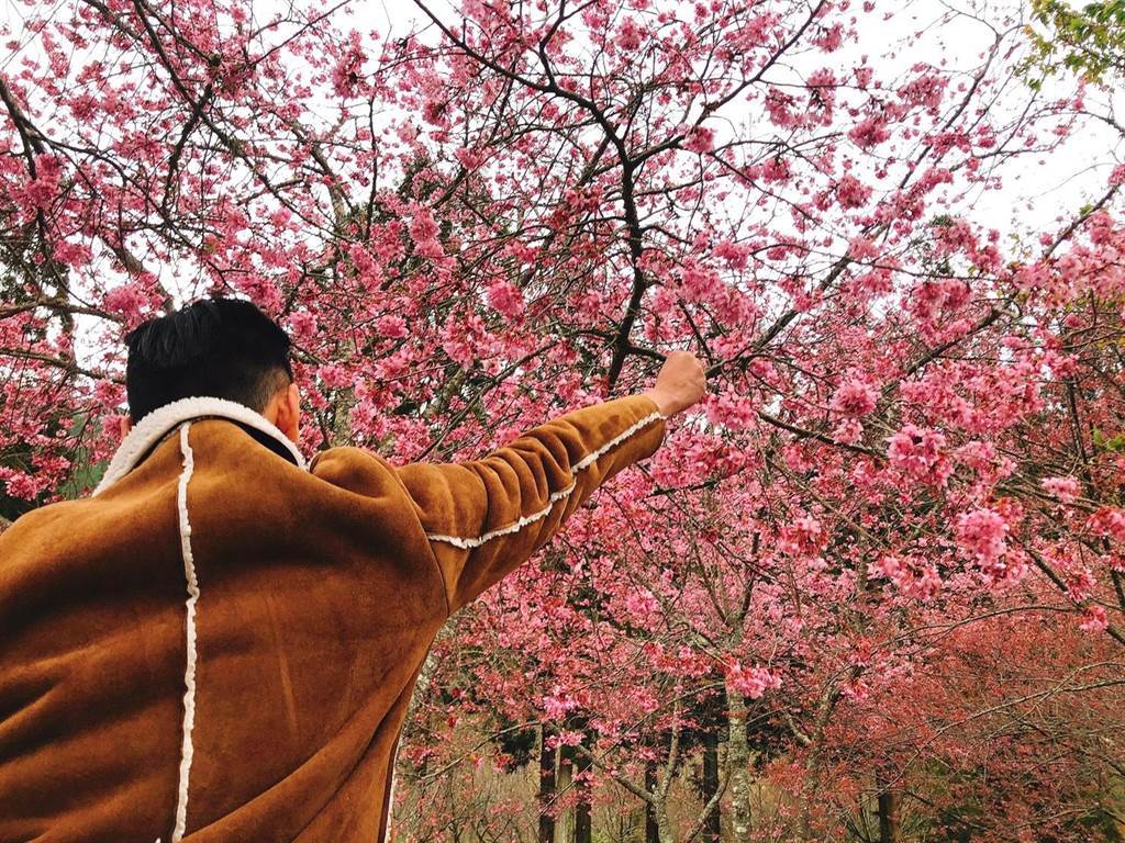 雄獅旅遊為即將到來的櫻花季打造多款遊程。（雄獅旅遊提供）