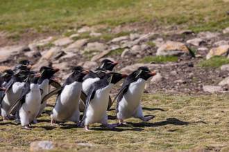 2隊企鵝興奮相遇 1隻跟錯隊 同伴急追：還不快回來！