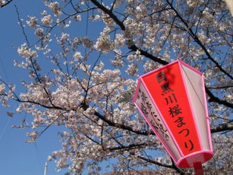 目黑川櫻花祭 目黒川の桜