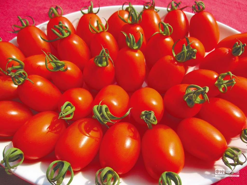 市面上賣的小番茄，底部有圓的也有尖的，到底哪一種比較甜？專家曝影響甜度關鍵要看2個地方。(資料照/美濃區農會)