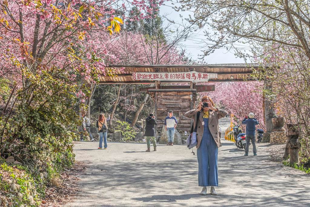 尖石後山「上帝的部落」司馬庫斯，櫻花季都吸引很多遊客上山賞櫻。（羅浚濱攝）