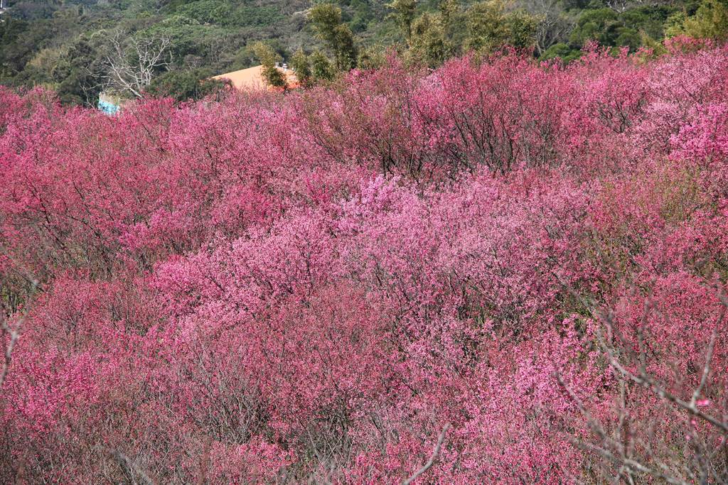 沿著秀才步道一路往上走，山坡處可見翠綠山谷與粉色花瓣層層疊疊。（黃婉婷攝）