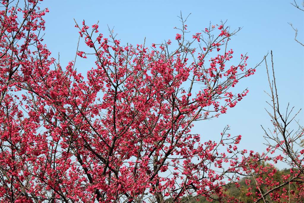 山櫻花正在樹梢綻放，桃紅色花瓣隨風飄揚，浪漫無比。（黃婉婷攝）