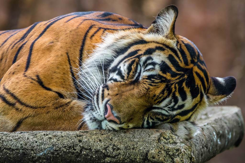 大陸焦作森林動物園搬運老虎時，老虎的麻藥突然退了，一醒來就咬向一旁工作人員的小腿。(示意圖/達志影像)