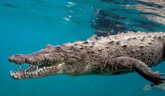海中突被4公尺巨鱷咬住 他戳爆鱷魚眼球秒脫困
