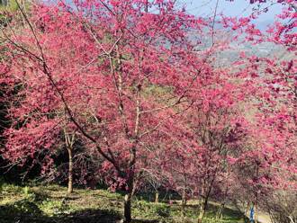 櫻花季展開 信義鄉望高寮祕境花景美呆了