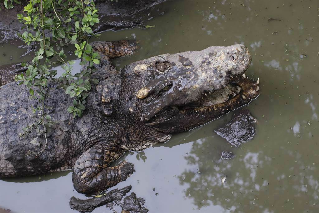 南非一對夫妻在自家泳池發現鱷魚，抓出來後其巨大體型讓他們當場看傻。(示意圖/達志影像)