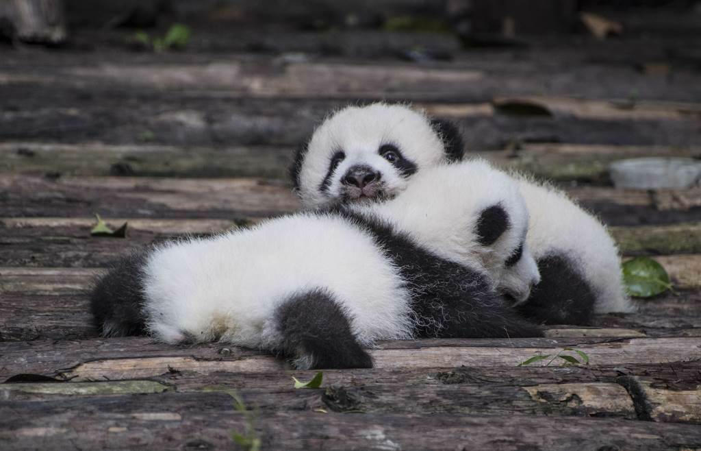 中國保護大熊貓研究中心抱出10隻半歲大的幼崽亮相拜早年，沒想到場面非常失控，有些寶寶「被燙式」狂動，讓保育員一邊保持鎮定，又要一邊抓牢貓熊寶寶。(示意圖/達志影像)