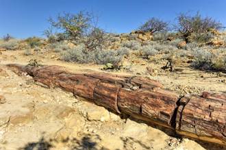 地底挖出2千萬年前死樹沒腐爛 專家研究驚：罕見化石
