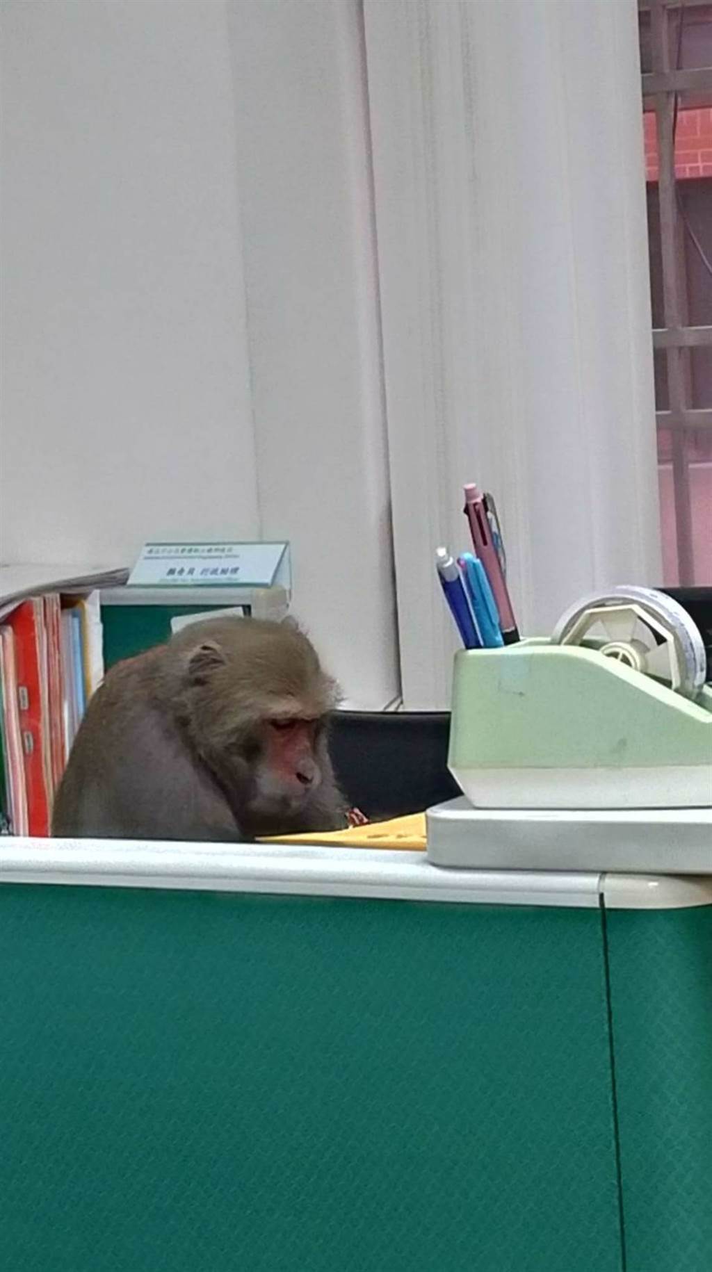 一隻獼猴闖入中山大學中，端坐在辦公室像在認真工作，引發網友討論，許多人笑喊，工讀生不要裝了，快點出來。（圖／翻攝自臉書）