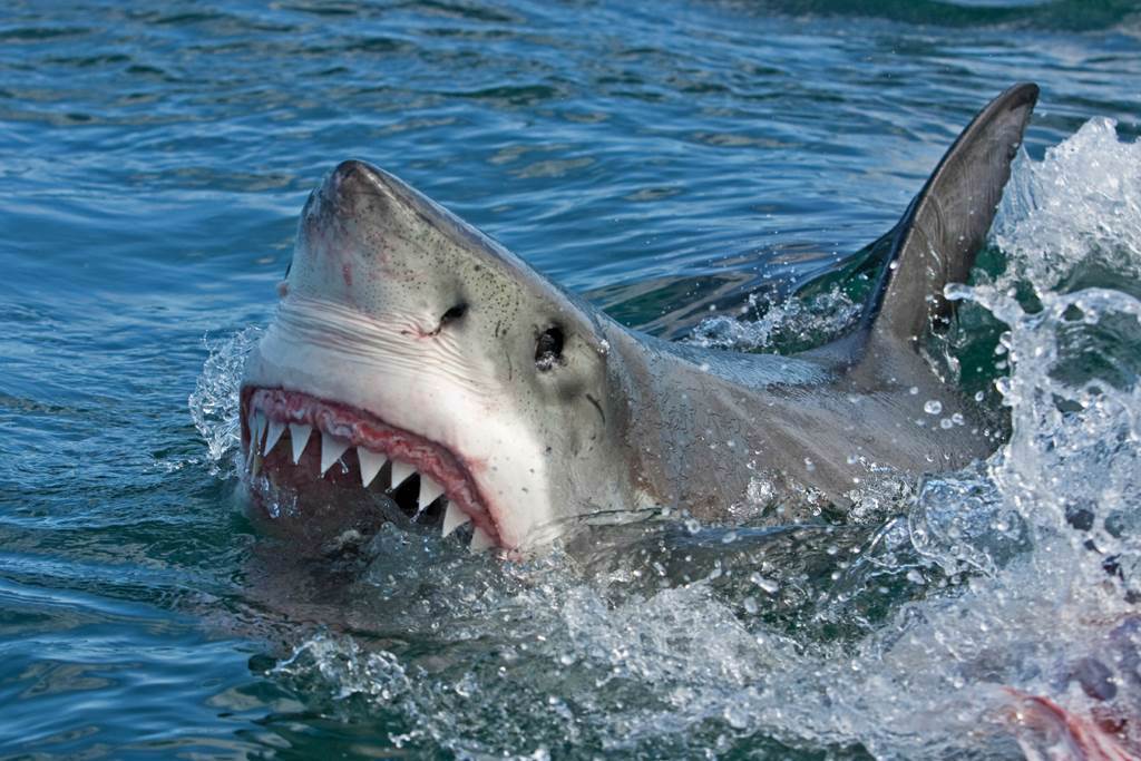 威爾森認為，鯊魚應該只是想要搶奪他捕到的鯖魚，萬幸的是，鯊魚直接一口咬住的是魚，而不是他的手臂，否則後果不堪設想。（示意圖／達志影像）