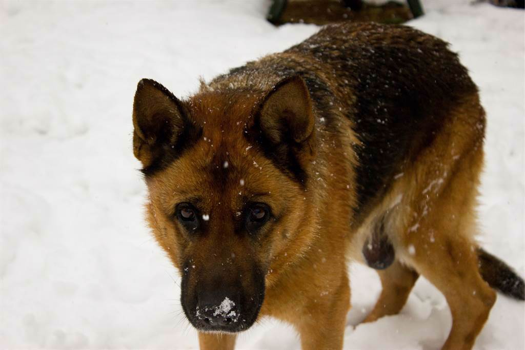 德松遇暴風雪失溫喪命，而愛犬「寶貝」竟趴在他身上，用自己的體溫幫他保暖，讓德松女兒非常感動。(示意圖/達志影像)