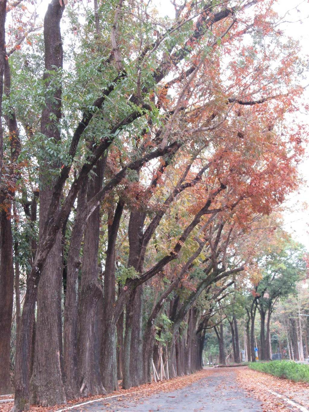 「六龜新威森林公園」擁有全台最美，長2公里的桃花心木步道，景色如詩如畫，許多新人都選擇在此處拍婚紗照留下珍貴的紀念。（茂林風景區管理處提供／林雅惠高雄傳真）