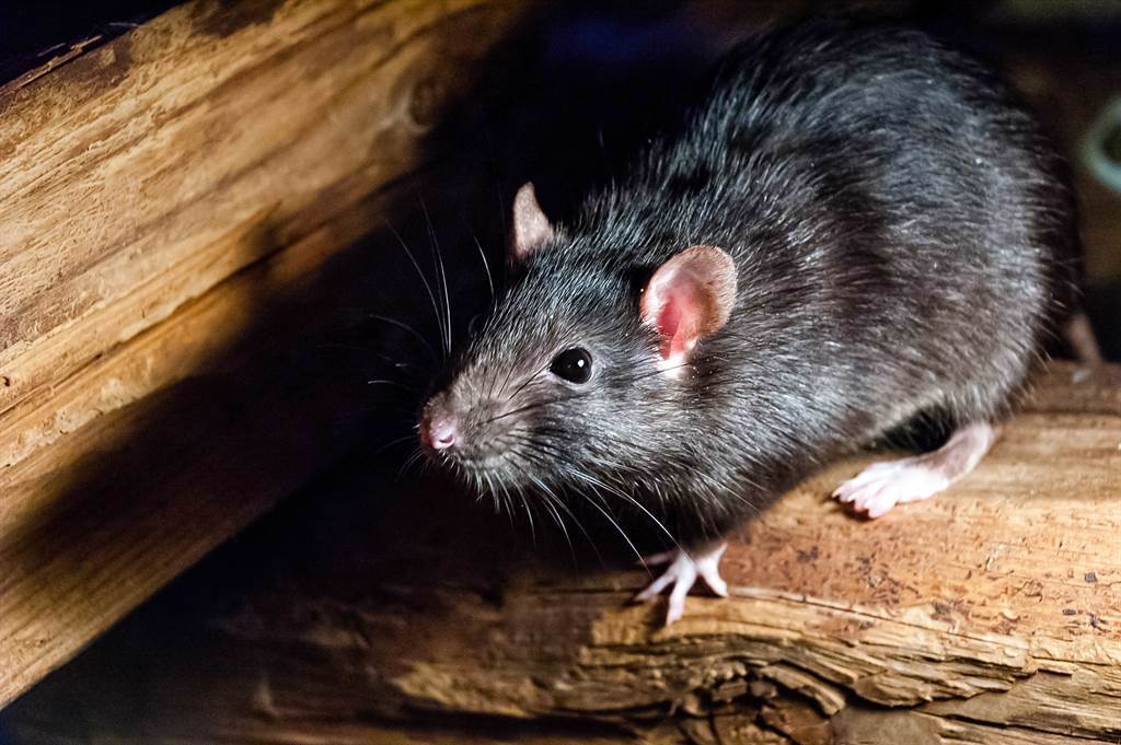 澳洲出現上百隻老鼠出沒的狀況，而當地居民也憂心，農作物恐會遭啃咬，導致生計受到影響。(示意圖/達志影像)