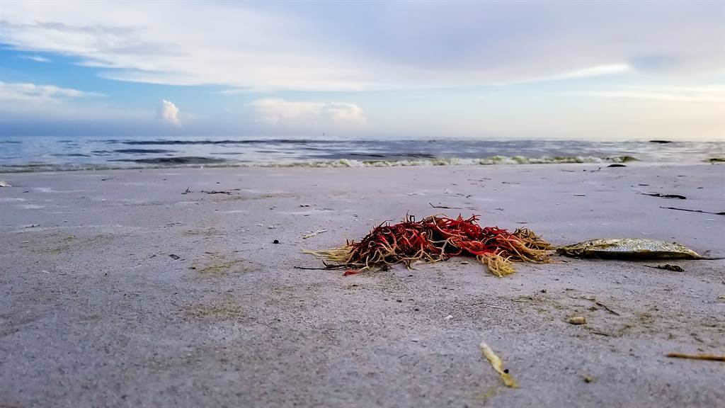 美國女子在海灘上看見黃色塑膠繩垃圾，然而湊近一看卻發現其實是活珊瑚「海鞭」。(示意圖/達志影像)