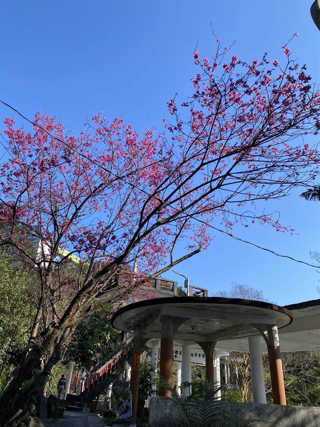 基隆市中正區中正公園、七堵瑪陵的櫻花相繼盛開。（讀者提供／陳彩玲基隆傳真）