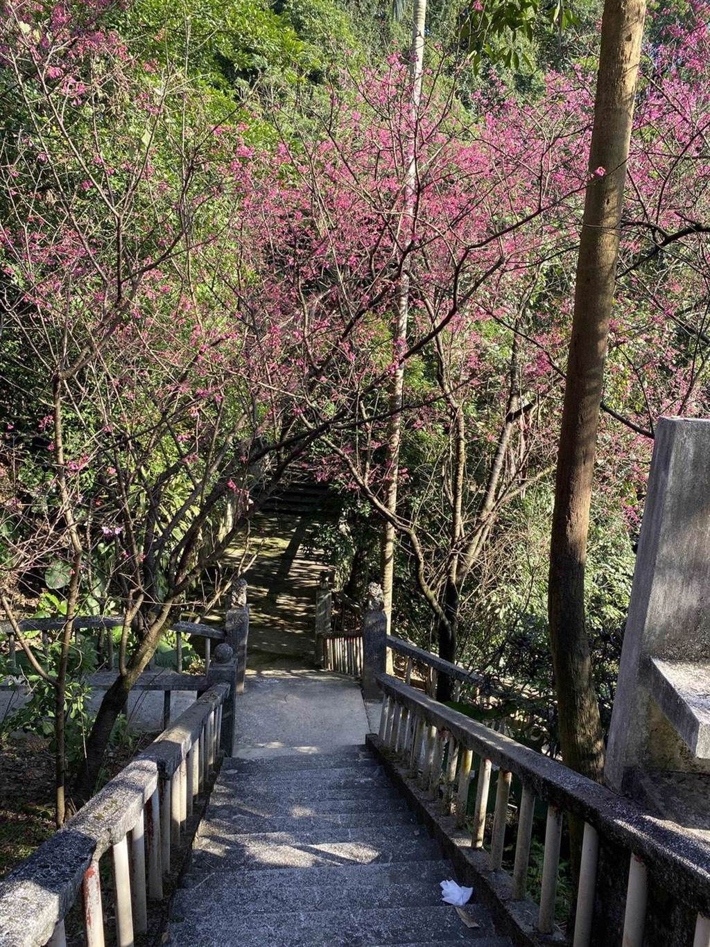 基隆市中正區中正公園櫻花盛開。（讀者提供／陳彩玲基隆傳真）