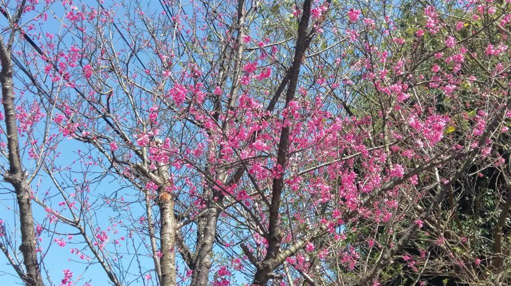 今年基隆各地櫻花樹綻放狀況良好。（讀者提供／陳彩玲基隆傳真）