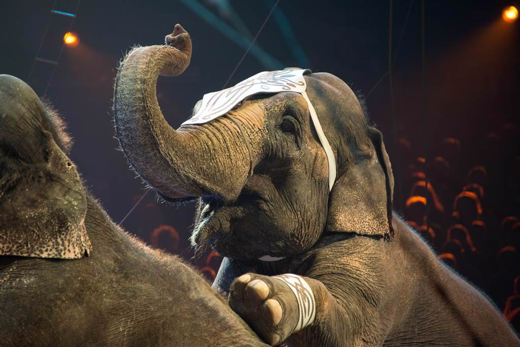 亞洲象安妮被帶到馬戲團飽受虐待，所幸最終被救出，但20年牠並未見過同類，甚至以為自己是世界上最後一隻，讓不少民眾非常不忍，因此發起連署，想送牠至象群庇護所。(示意圖/達志影像)