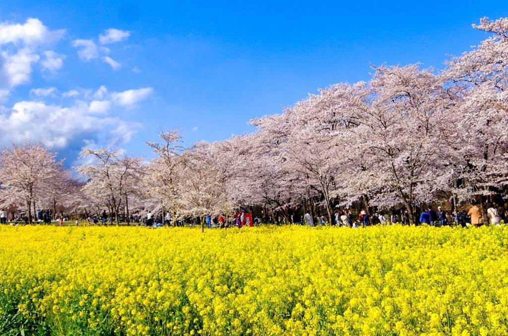每年4月前橋公園櫻花盛開，位於赤城南面的千本櫻更被選為「日本櫻花百選勝地」。(圖／行遍天下提供)