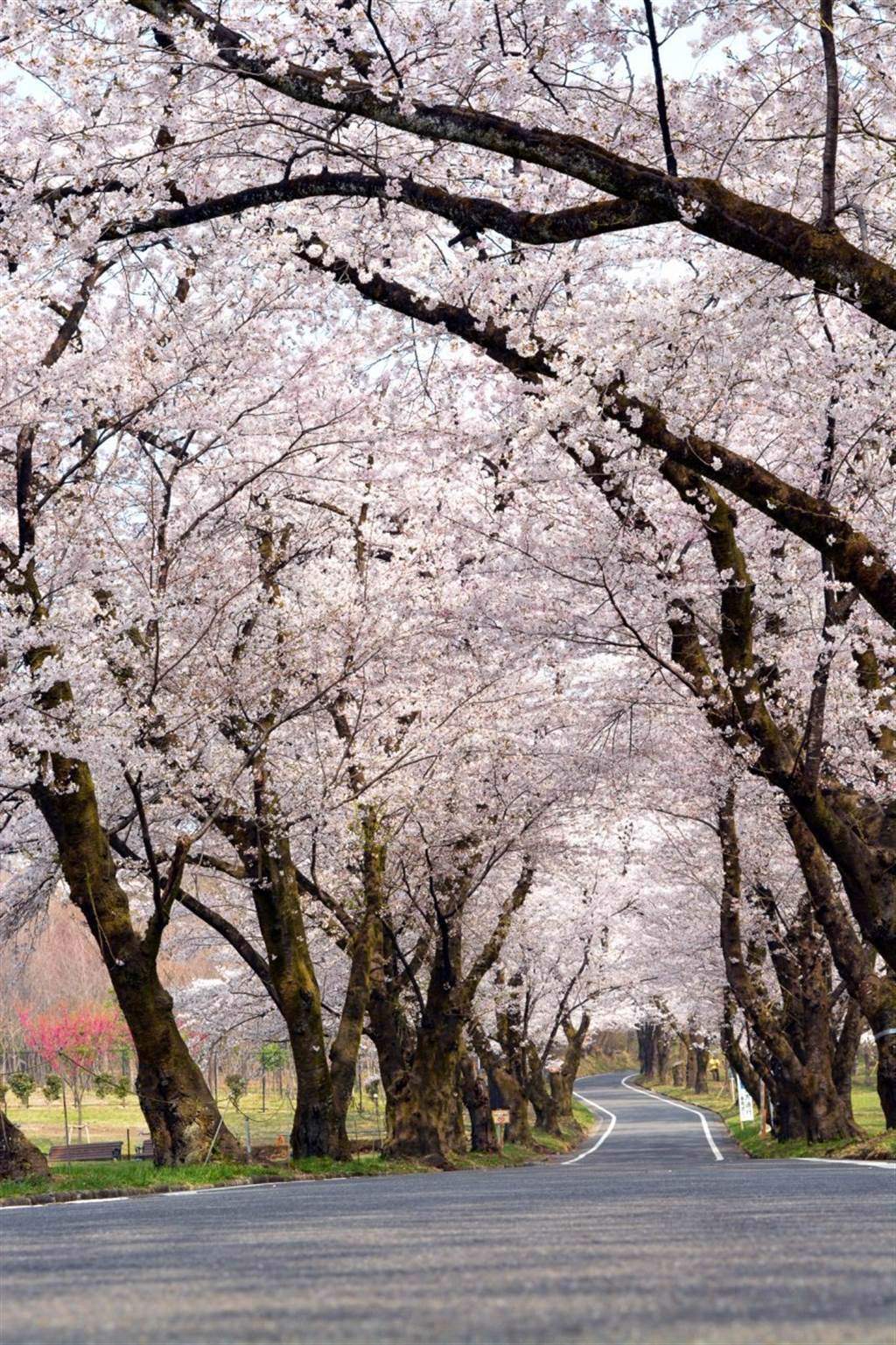 被選為日本櫻花百選勝地之一的賞櫻勝地，粉紅色的櫻花隧道相當好美。(圖／行遍天下提供)